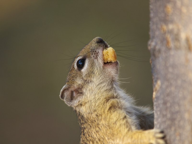 Squirrel, Mokuti